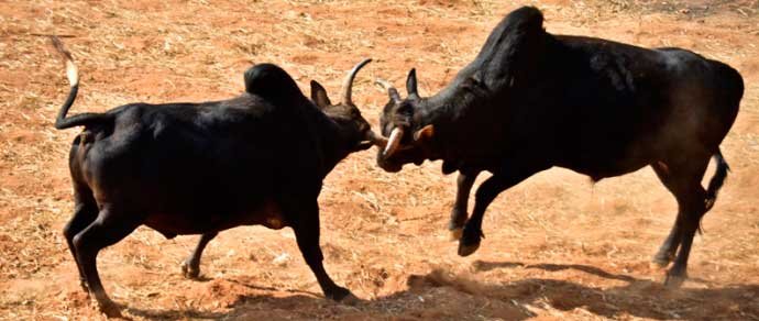bullfight-taruka-main.jpg