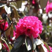 rododandron-nepali-national-flower 