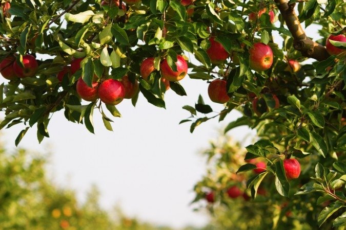 apple-farm-at-Marpha-D...