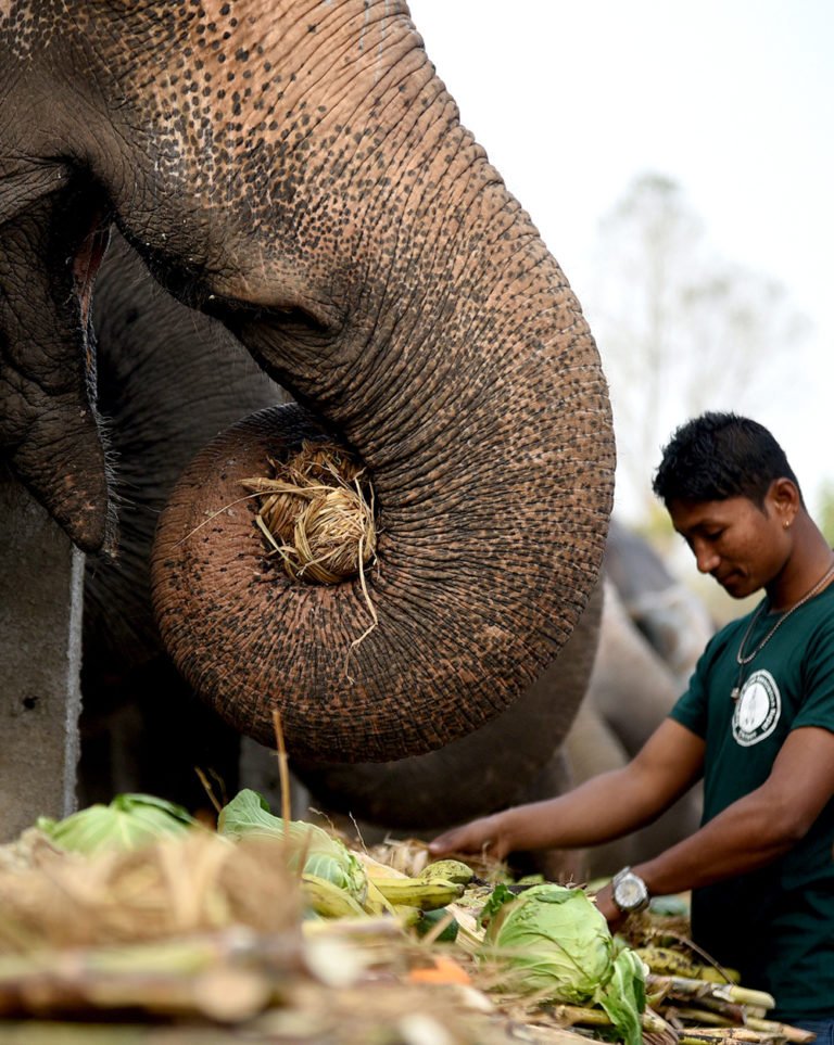 Elephant_Picnic-6-2712...