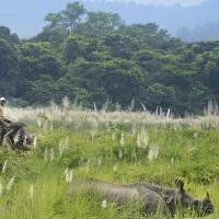 jungle-safari-nepal 