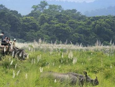 jungle-safari-nepal 