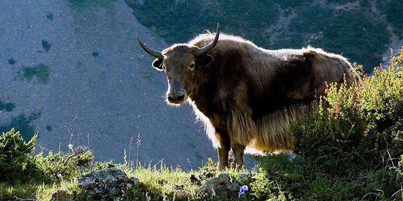 yak 