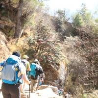 rhododandran-on-the-way-to-gokyo-lakes-trek-via-Everest-Base-Camp-Trek 