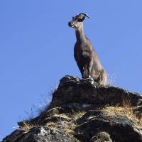himalayan-thar-the-mountian-goat-on-everest-base-camp-trail 